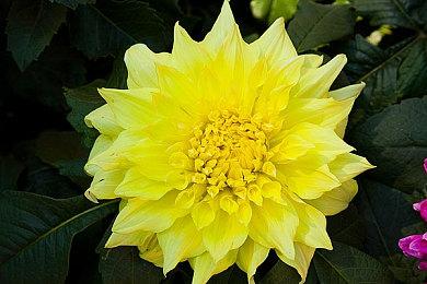 《死亡岛2》媒体评分解禁 M站均分74